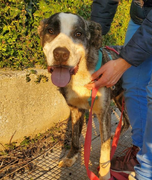 CUCCIOLONE OTIS Foto 3