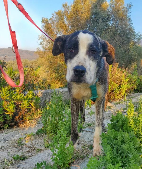 CUCCIOLONE OTIS Foto 4