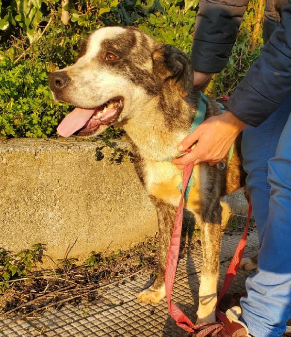 CUCCIOLONE OTIS Foto 5