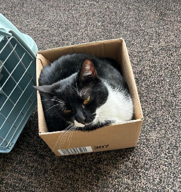 JAMIE e EMY , adorabili gatti da adottare! Foto 3