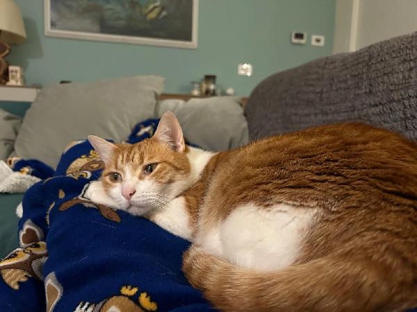 JAMIE e EMY , adorabili gatti da adottare! Foto 4