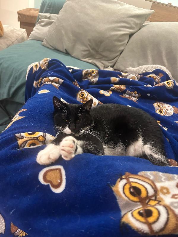 JAMIE e EMY , adorabili gatti da adottare! Foto 8