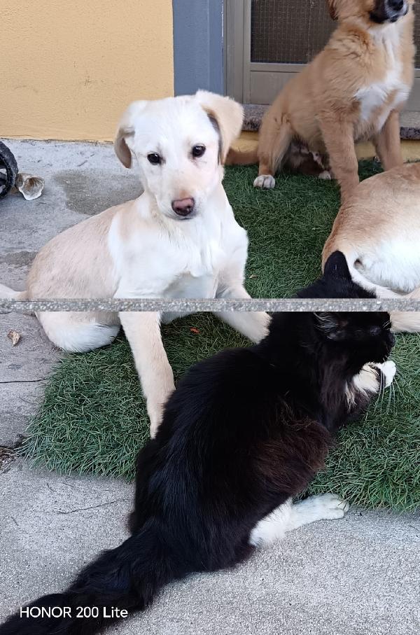 Rose❤️❤️❤️ Foto 2