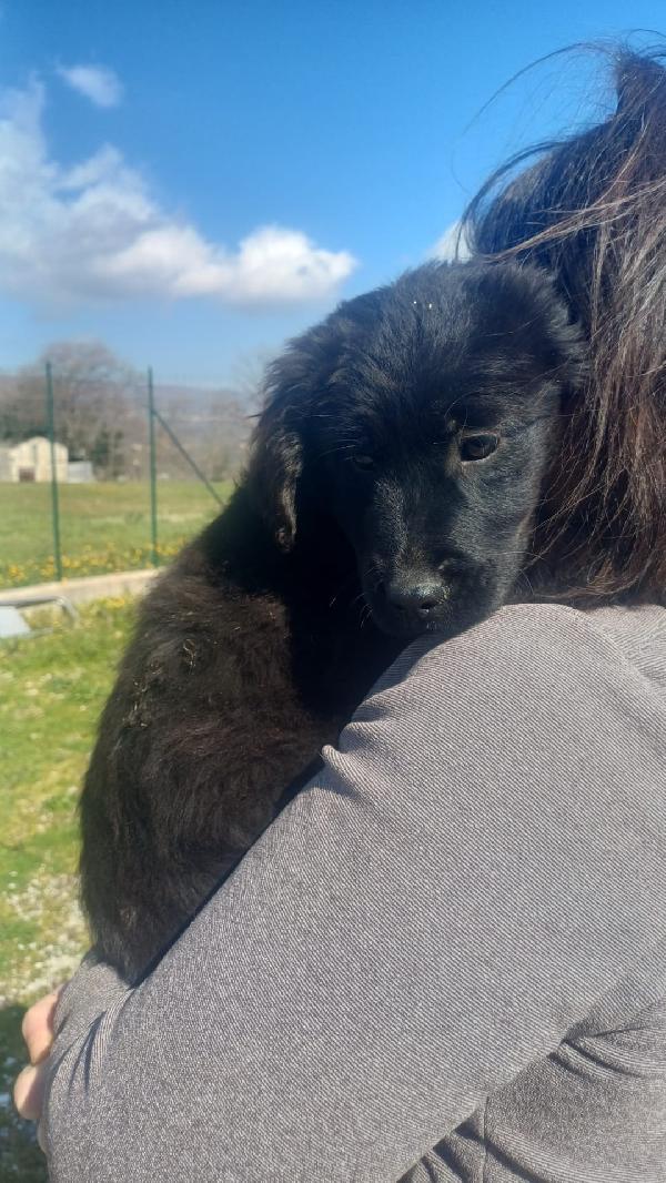 Dolce cucciola 💟 Foto 2