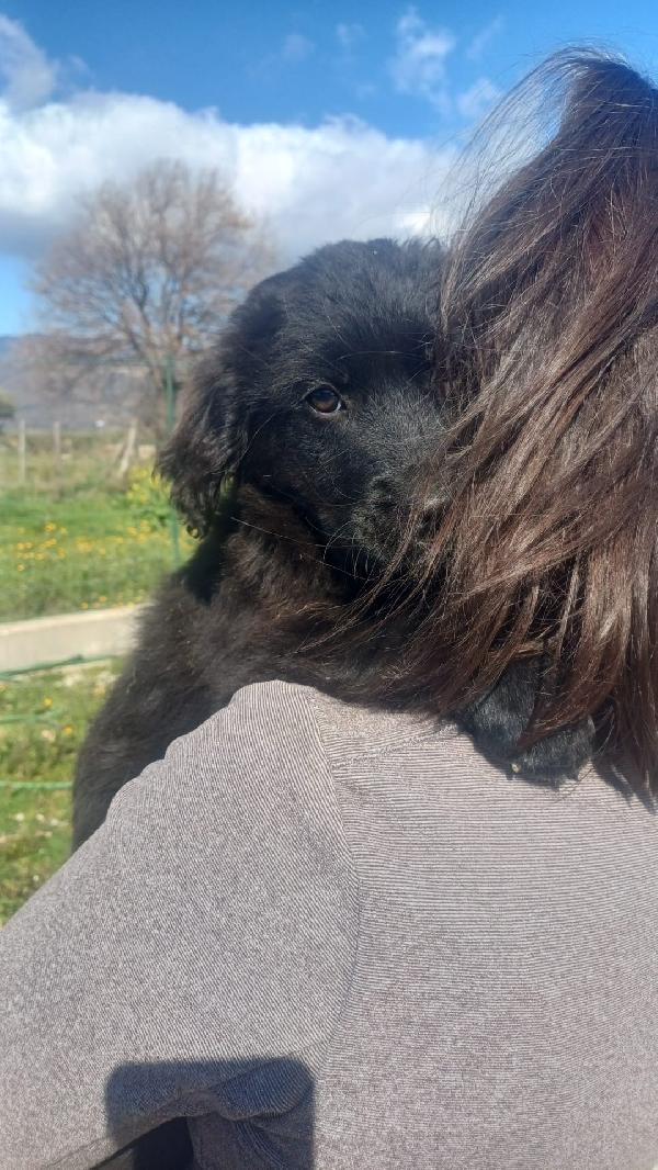 Dolce cucciola 💟 Foto 3