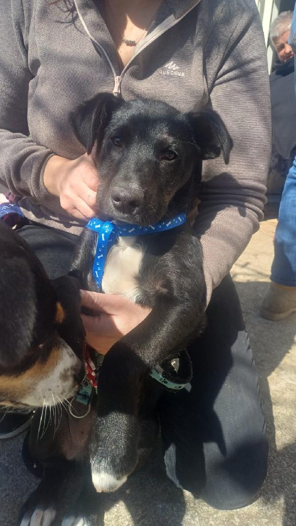 Cucciolone Meraviglioso ❤️❤️💘❤️