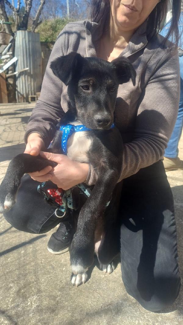 Cucciolone meraviglioso ❤️❤️💘❤️ Foto 3