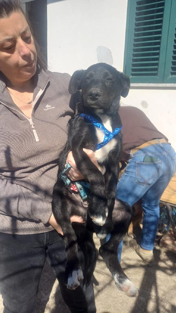 Cucciolone meraviglioso ❤️❤️💘❤️ Foto 4