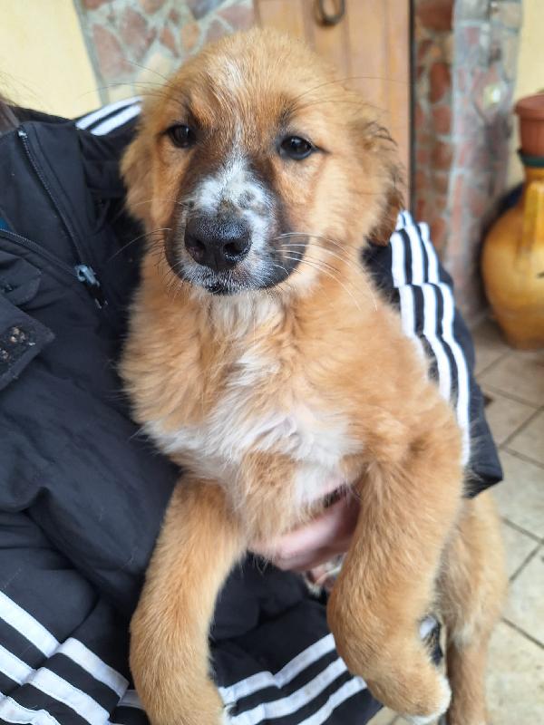 Orsacchiotto bellissimo 😍 Foto 3