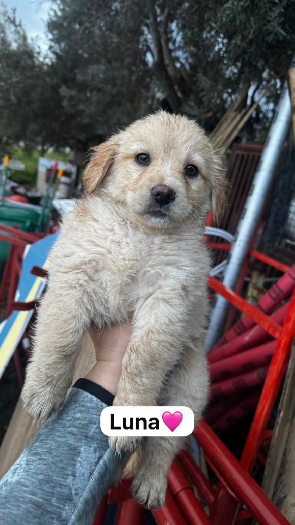 4 piccoli cuccioli taglia medio piccola ❤️💘💘❤️❤️💘 Foto 4