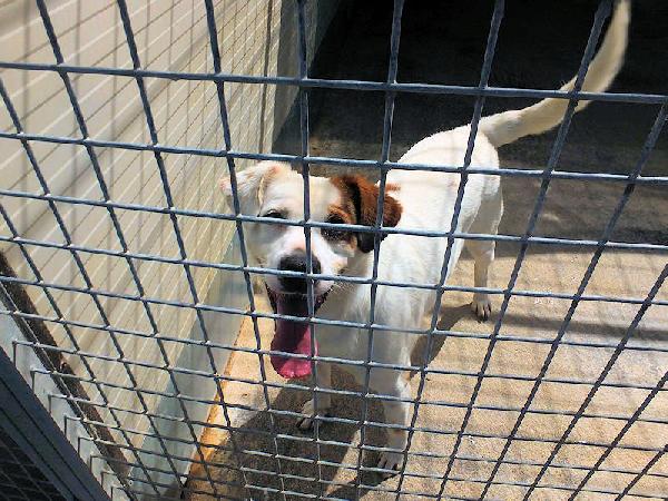 Flash Allegro E Socievole