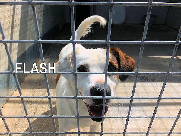 Flash allegro e socievole Foto 2