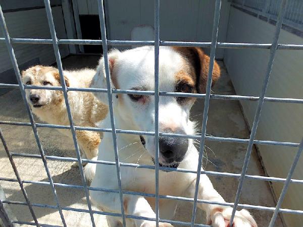 Flash allegro e socievole Foto 3