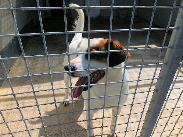 Flash allegro e socievole Foto 5