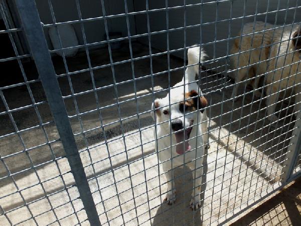 Flash allegro e socievole Foto 6