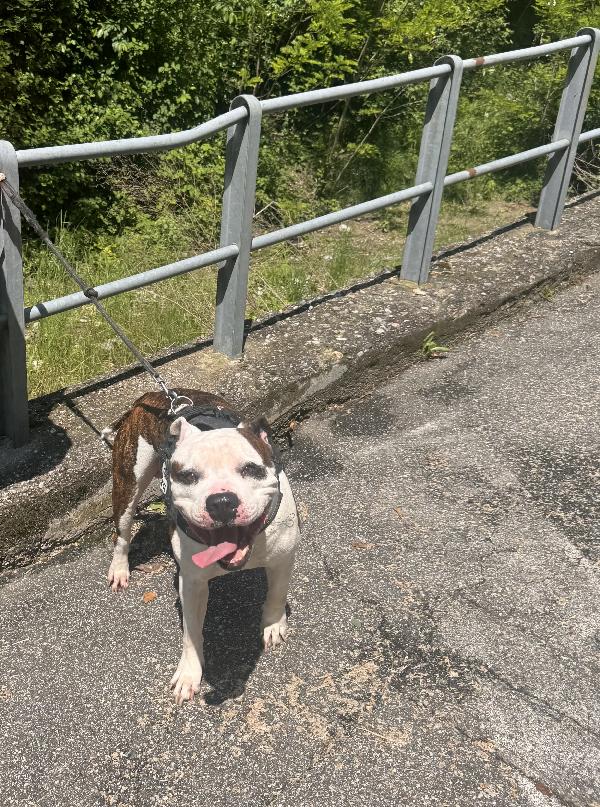 Babol Amstaff Maschio, 6 Anni, Cerca Nuova Famiglia Responsabile, Urgente💙