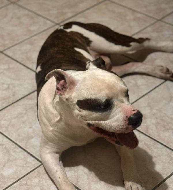 Babol Amstaff maschio, 6 anni, cerca nuova famiglia responsabile, urgente💙 Foto 2