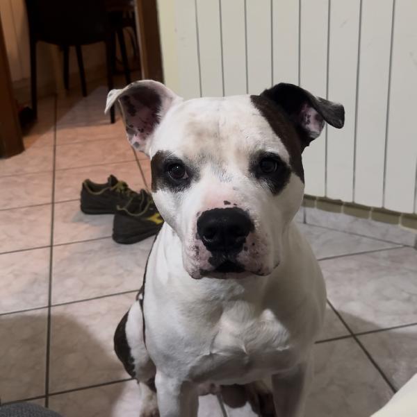 Babol Amstaff maschio, 6 anni, cerca nuova famiglia responsabile, urgente💙 Foto 3