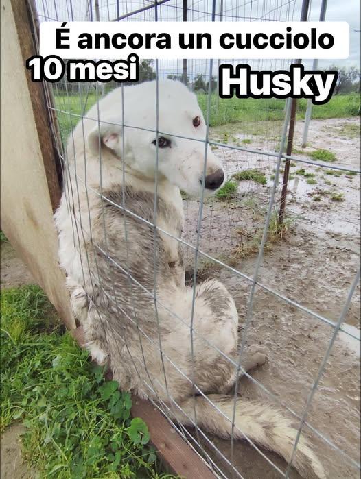 Husky - 10 Mesi