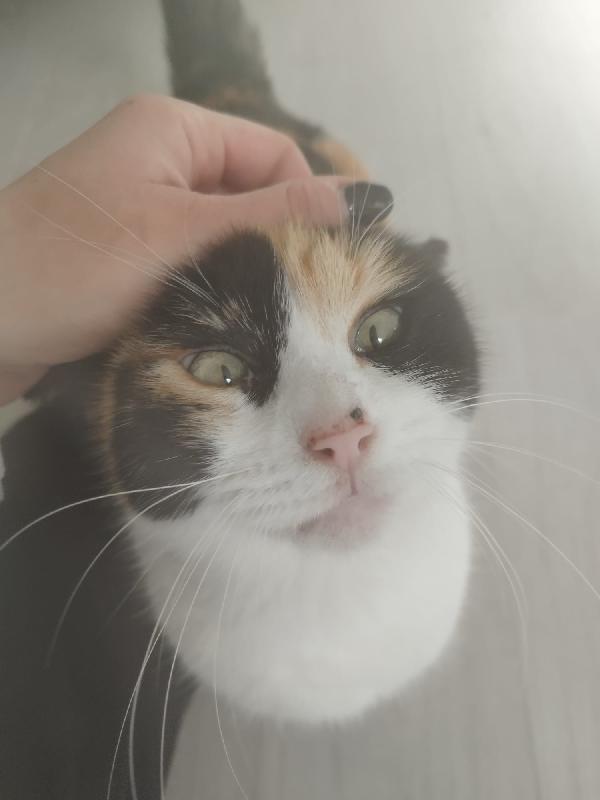 Adele: Micia Tricolore Di 4 Anni Cerca Famiglia