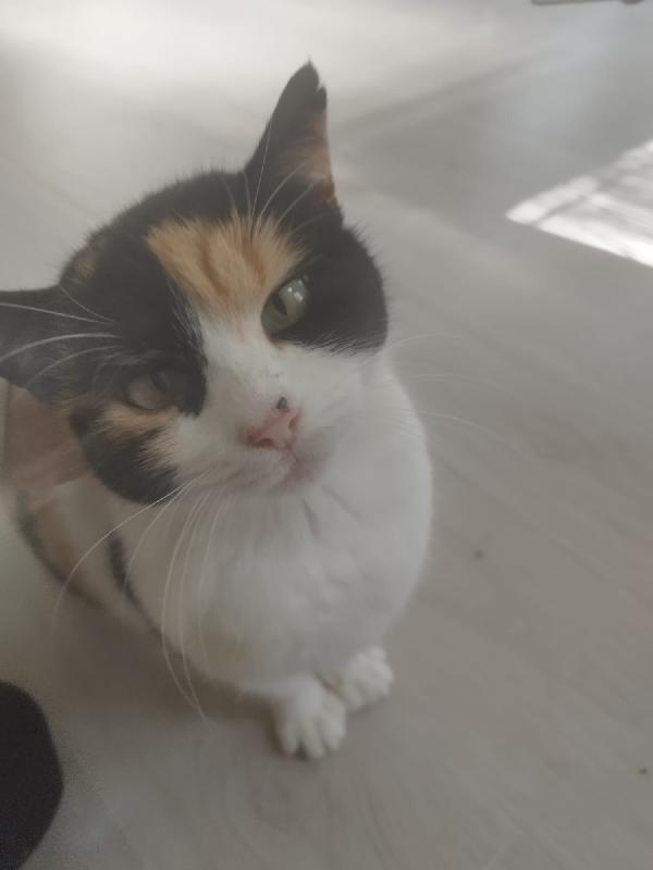 ADELE: MICIA TRICOLORE DI 4 ANNI CERCA FAMIGLIA Foto 2