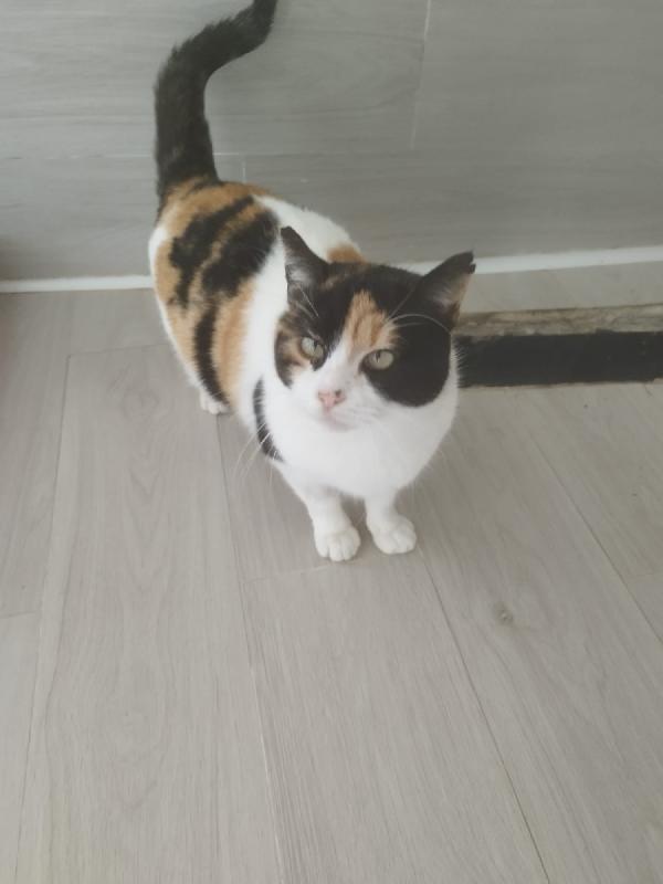 ADELE: MICIA TRICOLORE DI 4 ANNI CERCA FAMIGLIA Foto 3