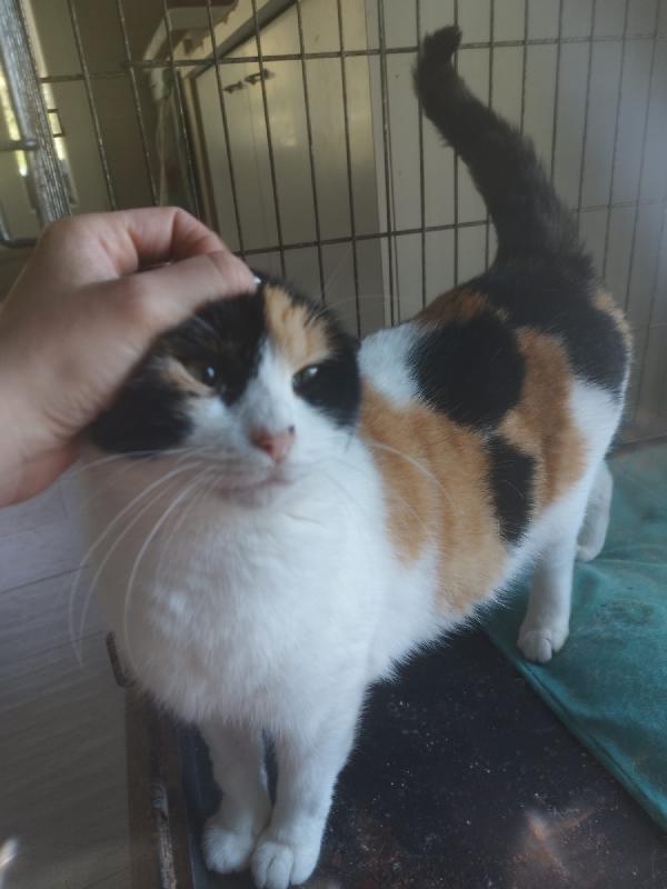 ADELE: MICIA TRICOLORE DI 4 ANNI CERCA FAMIGLIA Foto 4