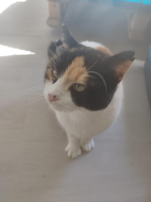 ADELE: MICIA TRICOLORE DI 4 ANNI CERCA FAMIGLIA Foto 5