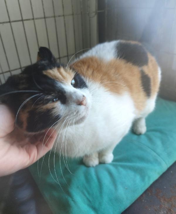 ADELE: MICIA TRICOLORE DI 4 ANNI CERCA FAMIGLIA Foto 6