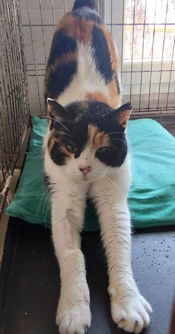 ADELE: MICIA TRICOLORE DI 4 ANNI CERCA FAMIGLIA Foto 7