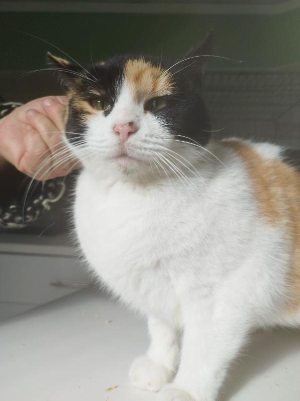 ADELE: MICIA TRICOLORE DI 4 ANNI CERCA FAMIGLIA Foto 8