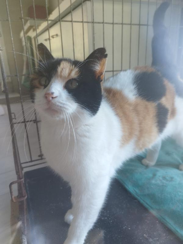 ADELE: MICIA TRICOLORE DI 4 ANNI CERCA FAMIGLIA Foto 9