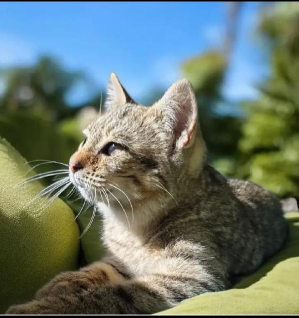 Micina Tigrata 6Mesi Curata Pronta X L Adozione Sicilia Sos 