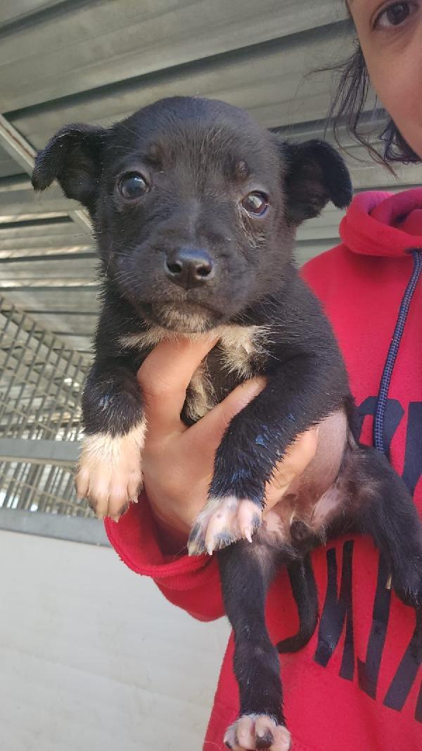 Corsica Splendida Cucciolina Tg Medio Piccola 