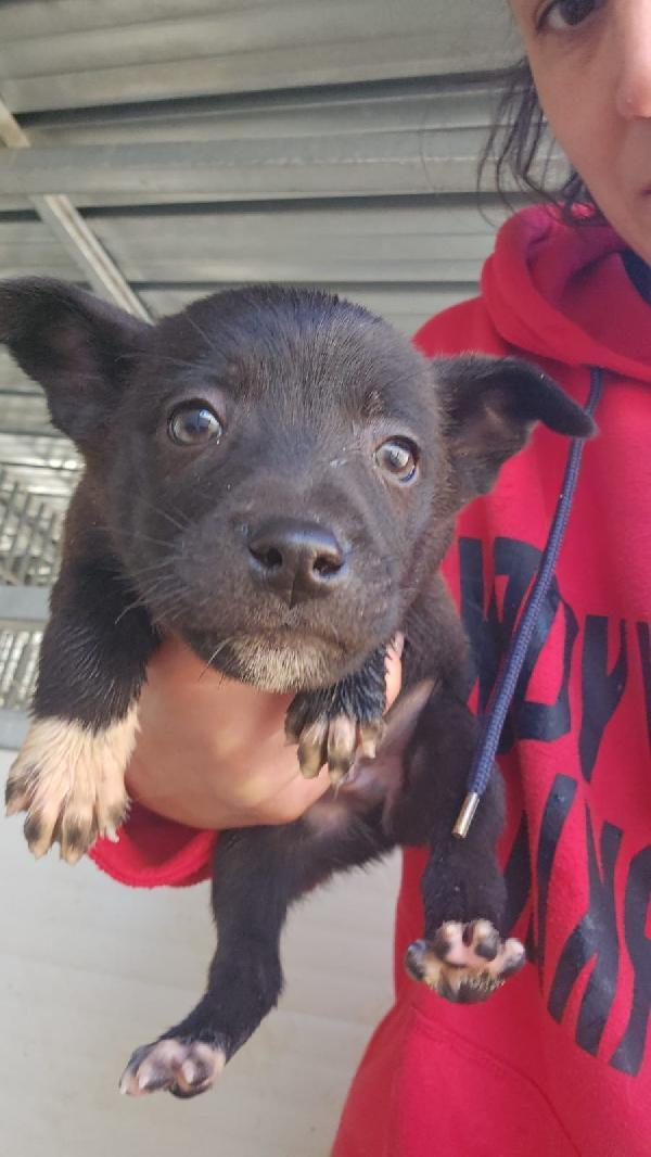 Lipari Dolce Cucciolino Taglia Medio Piccola 