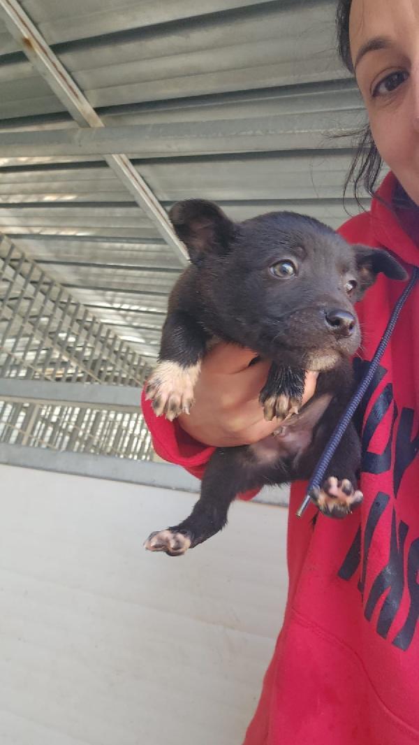 Lipari dolce Cucciolino taglia medio piccola  Foto 2