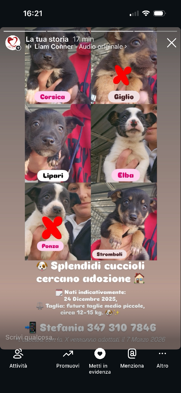 Lipari dolce Cucciolino taglia medio piccola  Foto 4