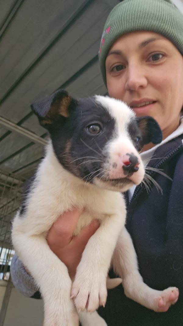 Elba Dolce Cucciolina Cerca Famiglia 