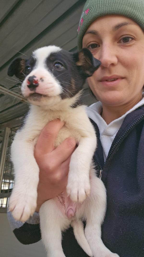 Elba dolce cucciolina cerca famiglia  Foto 3