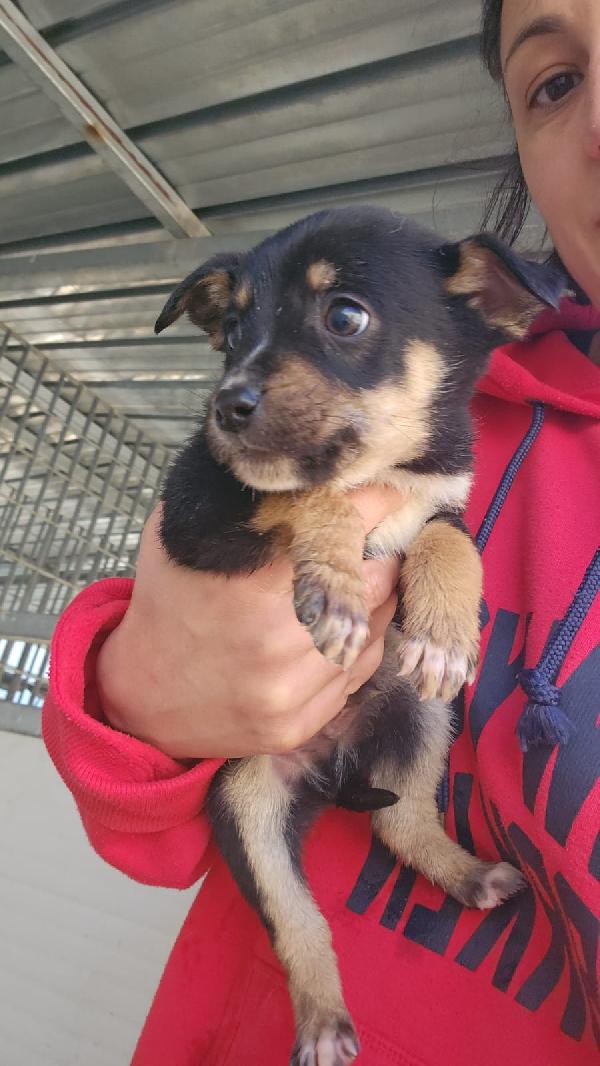 Stromboli: 2 Mesi Taglia Contenuta 