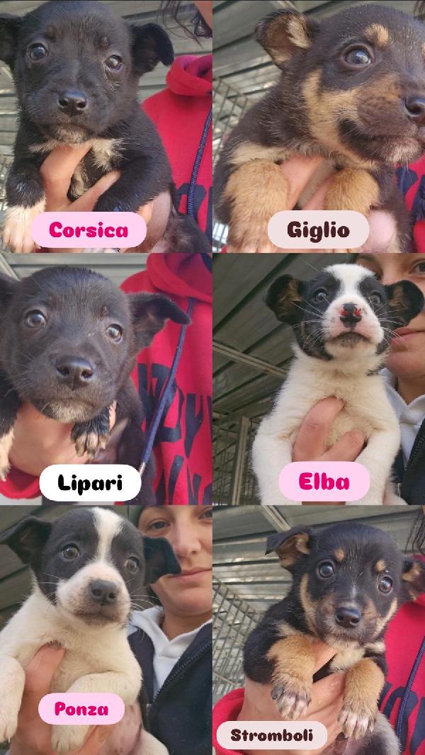 Stromboli: 2 mesi taglia contenuta  Foto 4