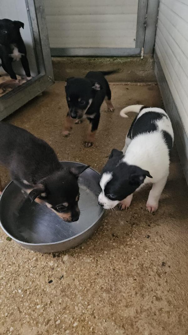 Stromboli: 2 mesi taglia contenuta  Foto 8