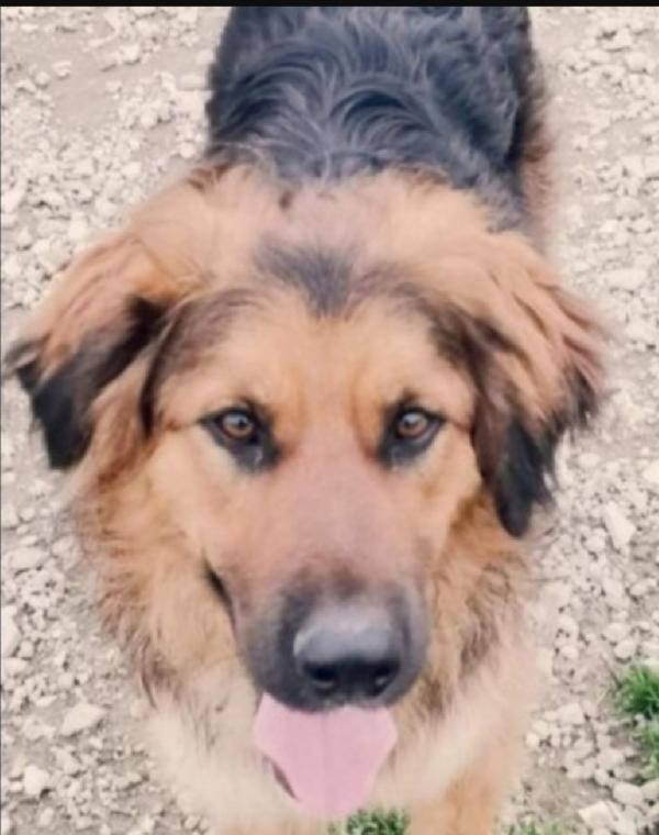 Charly 5Anni Mix Pastorino In Canile Da Tanto!Caserta