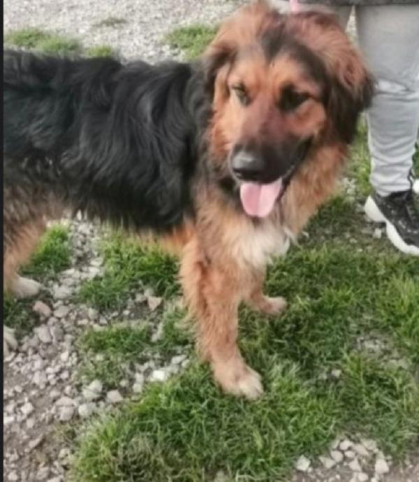 Charly 5anni mix pastorino in canile da tanto!CASERTA Foto 2