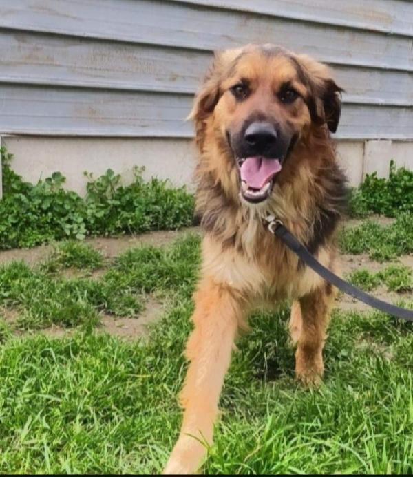 Charly 5anni mix pastorino in canile da tanto!CASERTA Foto 3