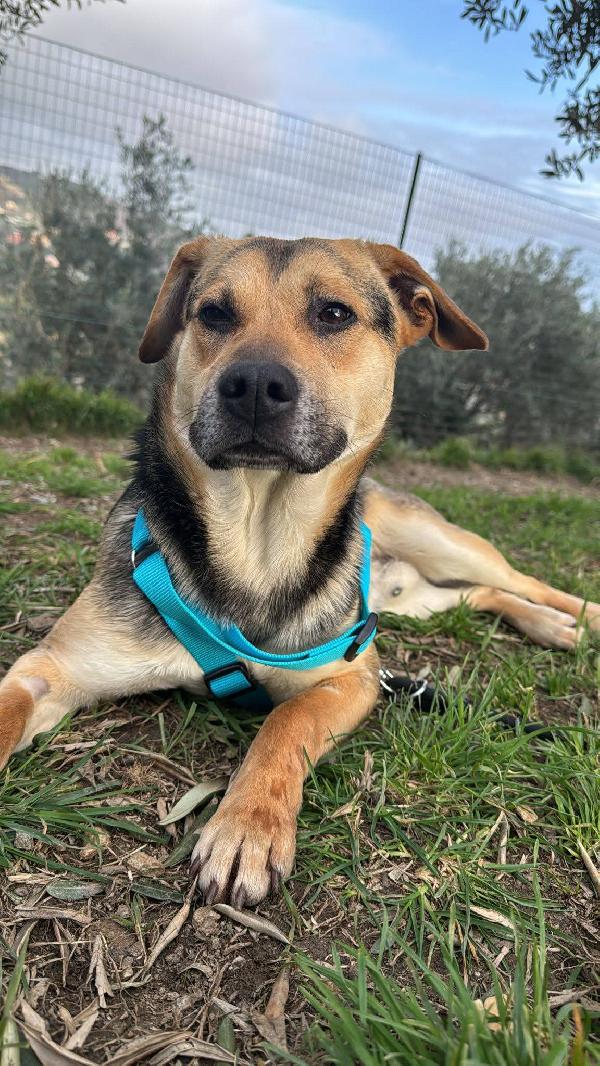Rudy Cucciolone Che Vi Aspetta Ad Albenga 
