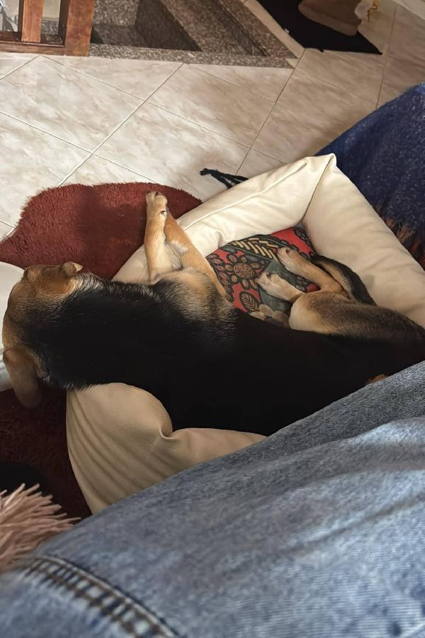 Rudy cucciolone che vi aspetta ad Albenga  Foto 3