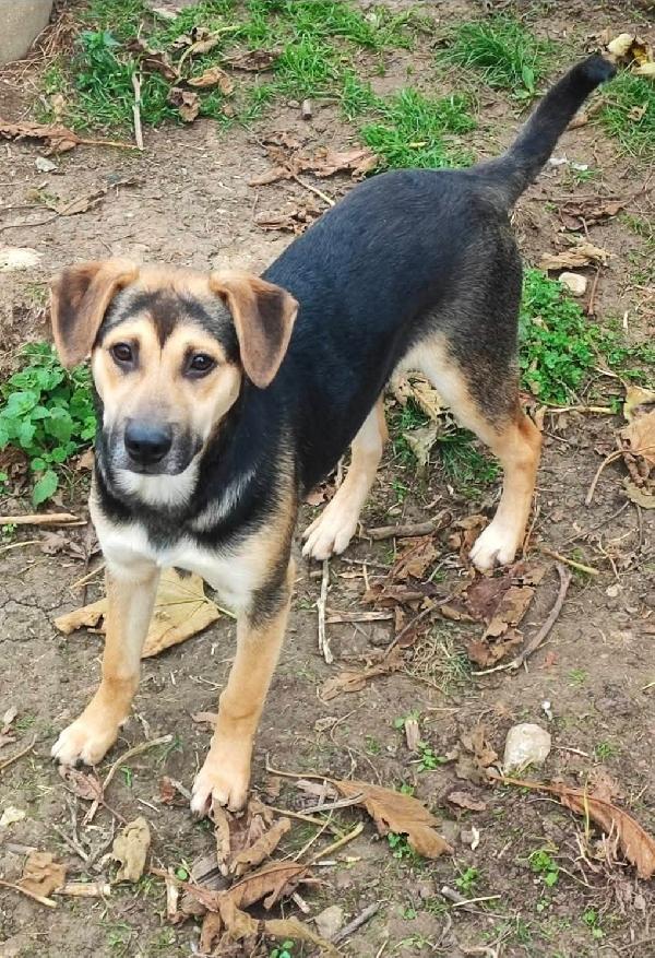 Rudy cucciolone che vi aspetta ad Albenga  Foto 4