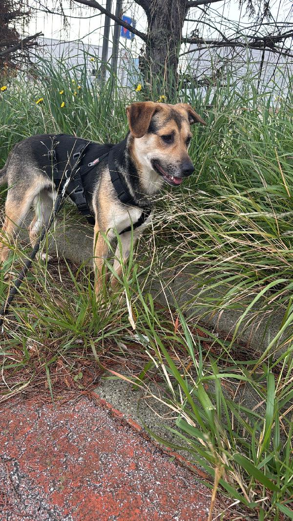 Rudy cucciolone che vi aspetta ad Albenga  Foto 5