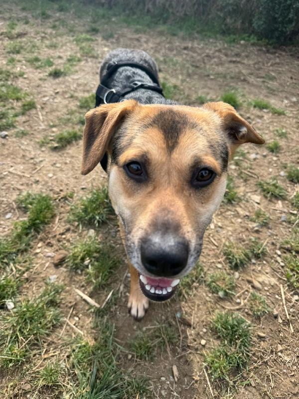 Rudy cucciolone che vi aspetta ad Albenga  Foto 6